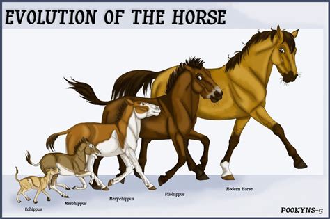 did horses evolve from dinosaurs.